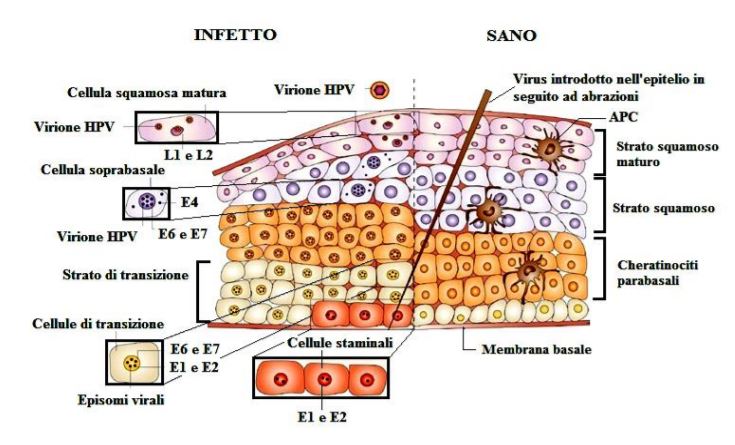 Replicazione del papilloma virus - blogenglezacopii.ro